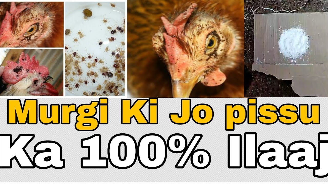 Murgiyon ki Ju Pissu ka ilaaj. Chicks Ki Ju Pissu Ka Ilaaj