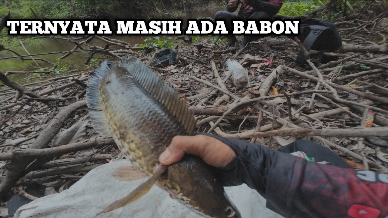 MENCOBA KEMBALI KE SPOT LAMA, YANG BERADA DI DALAM HUTAN ❗️❗️❗️