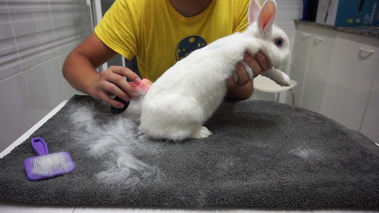 Como cepillar a un conejo y tipos de cepillo | Mr. R