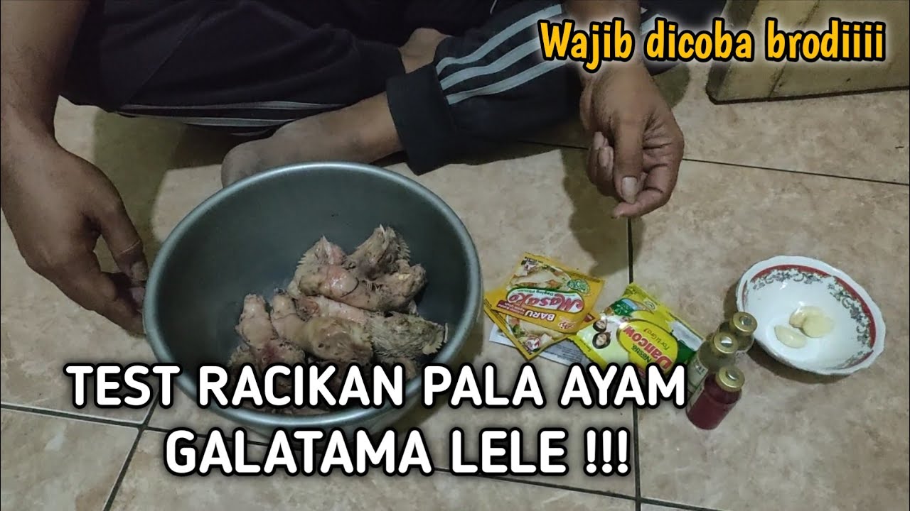 UMPAN PALA AYAM GALATAMA LELE TERBARU 2025