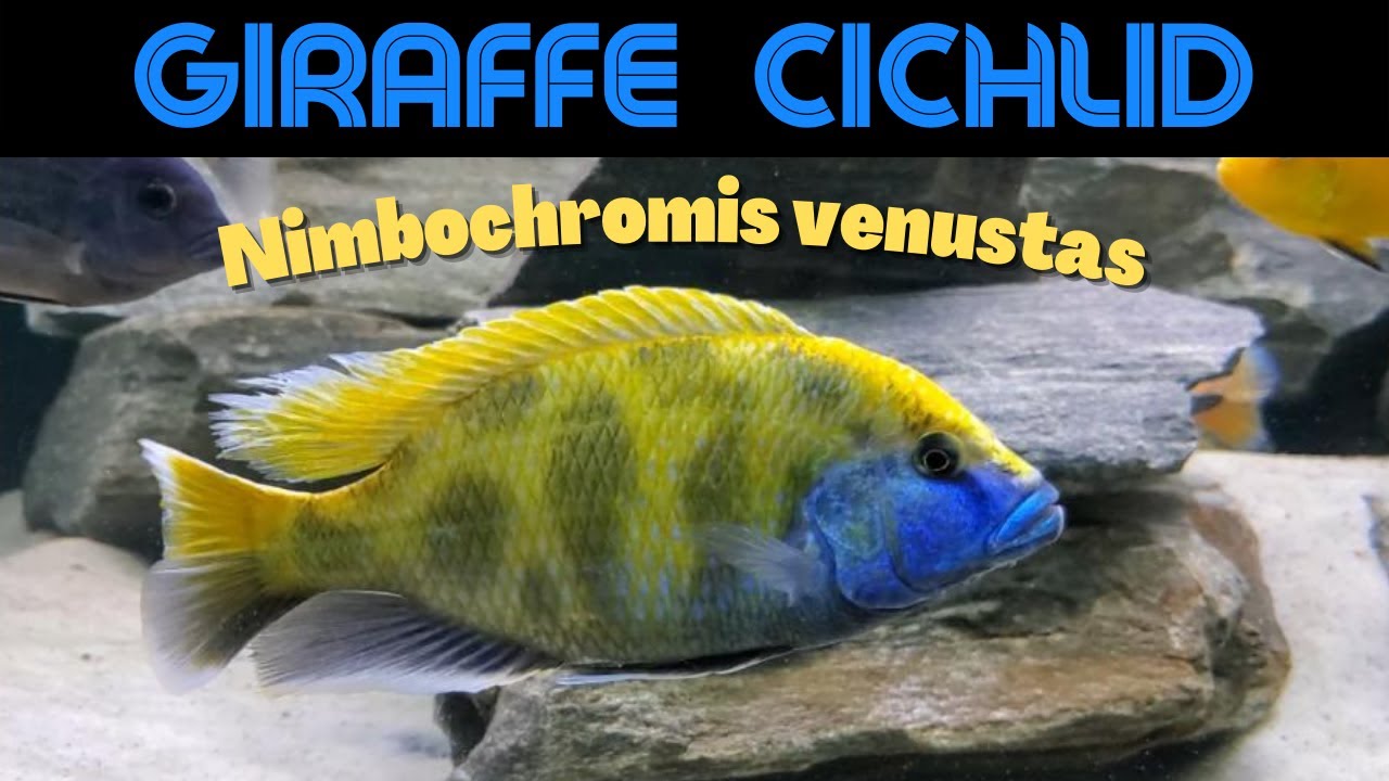 BIG and BOLD: The Nimbochromis venustas (aka Giraffe Hap)