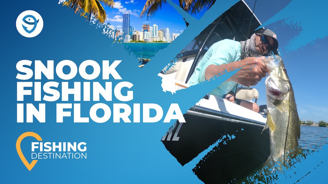 Snook Fishing in Florida: All You Need to Know | FishingBooker