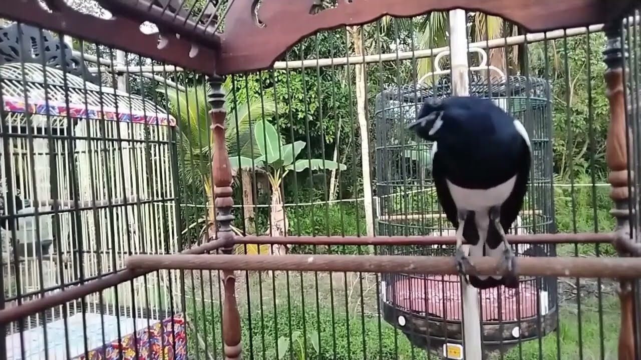 100 persen Ampuh Terapi Kacer menaikan birahi Kacer susah bunyi pasti cepat emosi dan gacor jos
