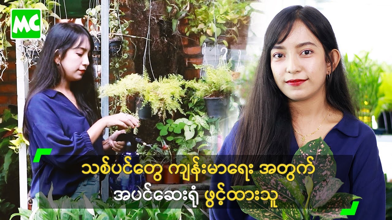 သစ်ပင်တွေ ကျန်းမာရေး အတွက် အပင်ဆေးရုံ ဖွင့်ထားသူ