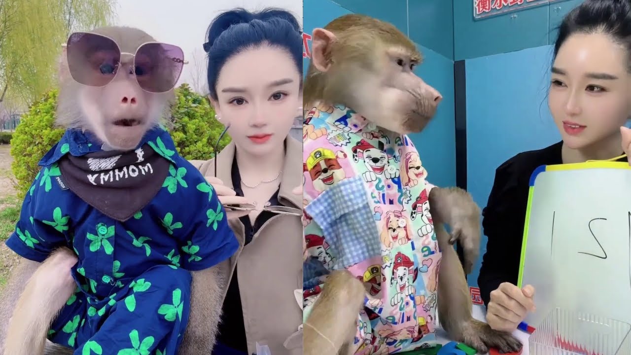 Baboons wearing sunglasses are stylish and cool, and are loved by many.