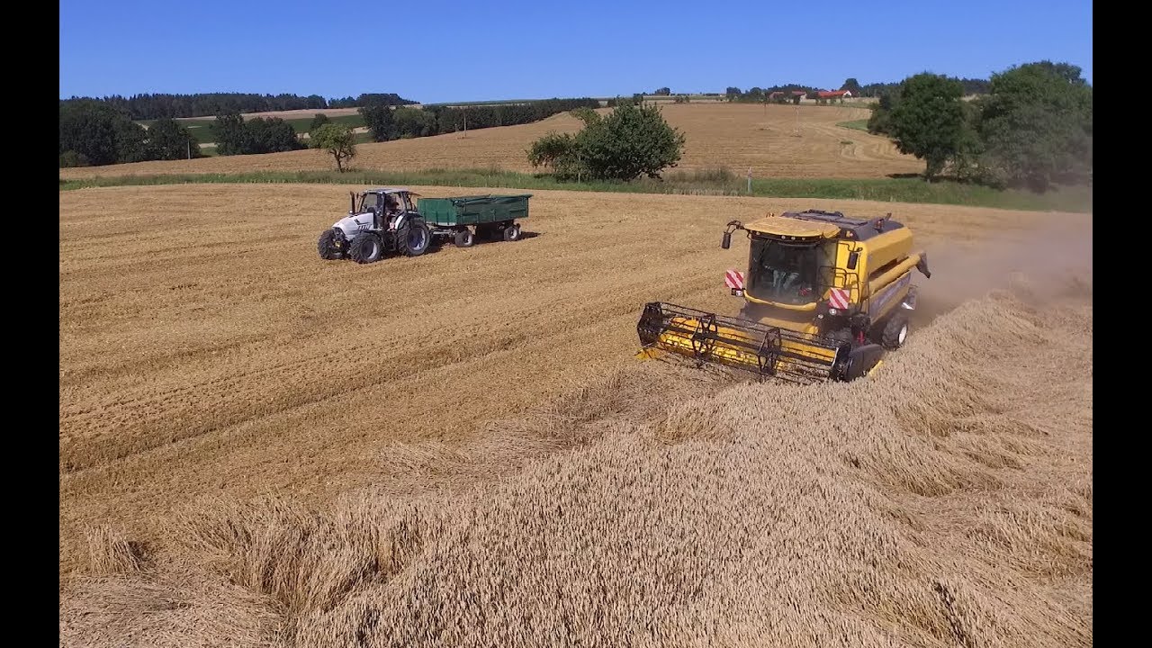 Sklizeň pšenice u soukromníka | New Holland TC 4.90 & Lamborghini T6.160