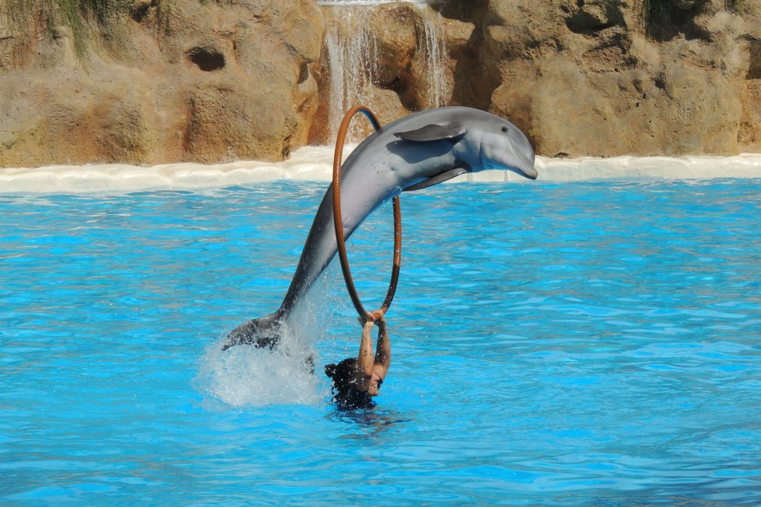 Les Dauphins - Loro Parque 2014