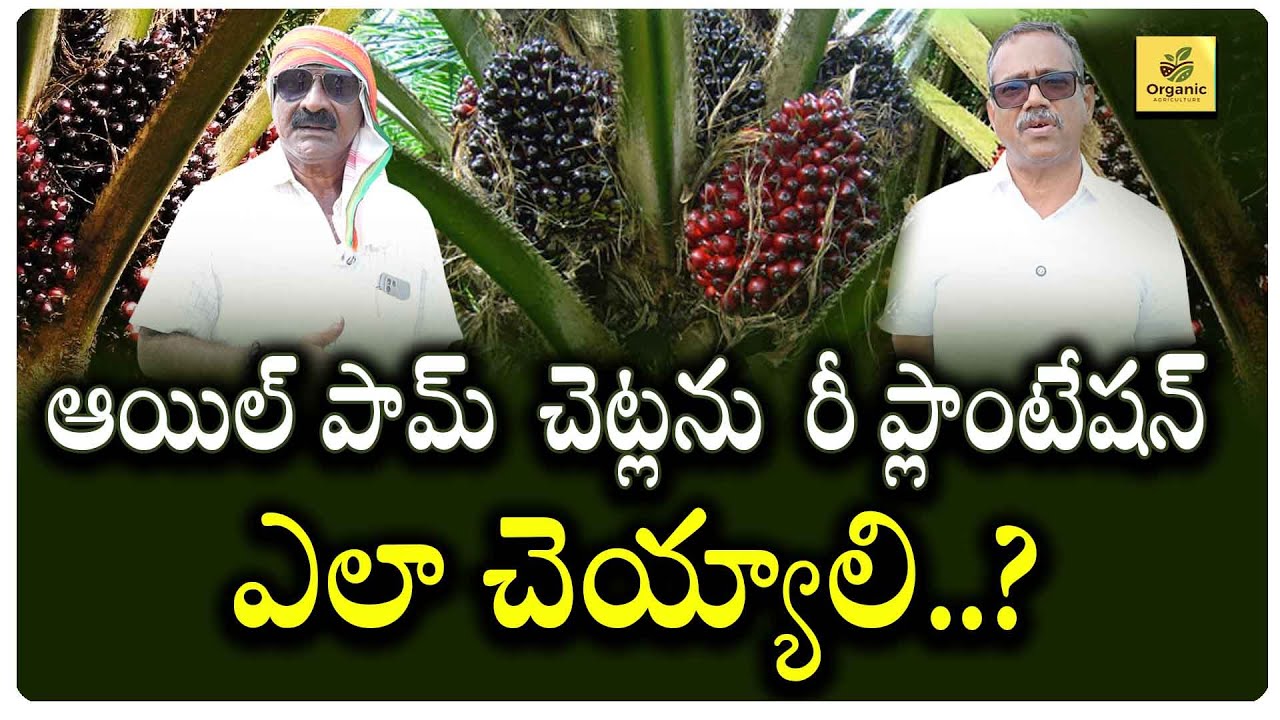 ఆయిల్ పామ్ చెట్ల రీ ప్లాంటేషన్ చెయ్యాలి అనుకుంటే పాటించాల్సిన జాగ్రత్తలు..యాజమాన్య పద్ధతులు.