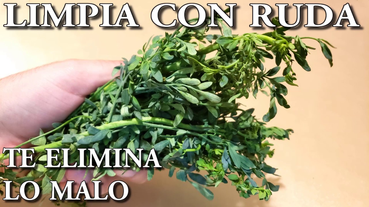 LIMPIA CON RUDA Elimina El Mal, Envidias, Mala suerte, Bloqueos, Mejora tu Suerte, Ruda Proteccion