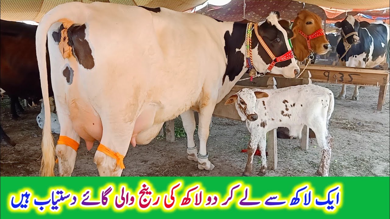 Sahiwal Cow Price In Doli Shaheed Mandi Jhang | Pk Janwar Mandi