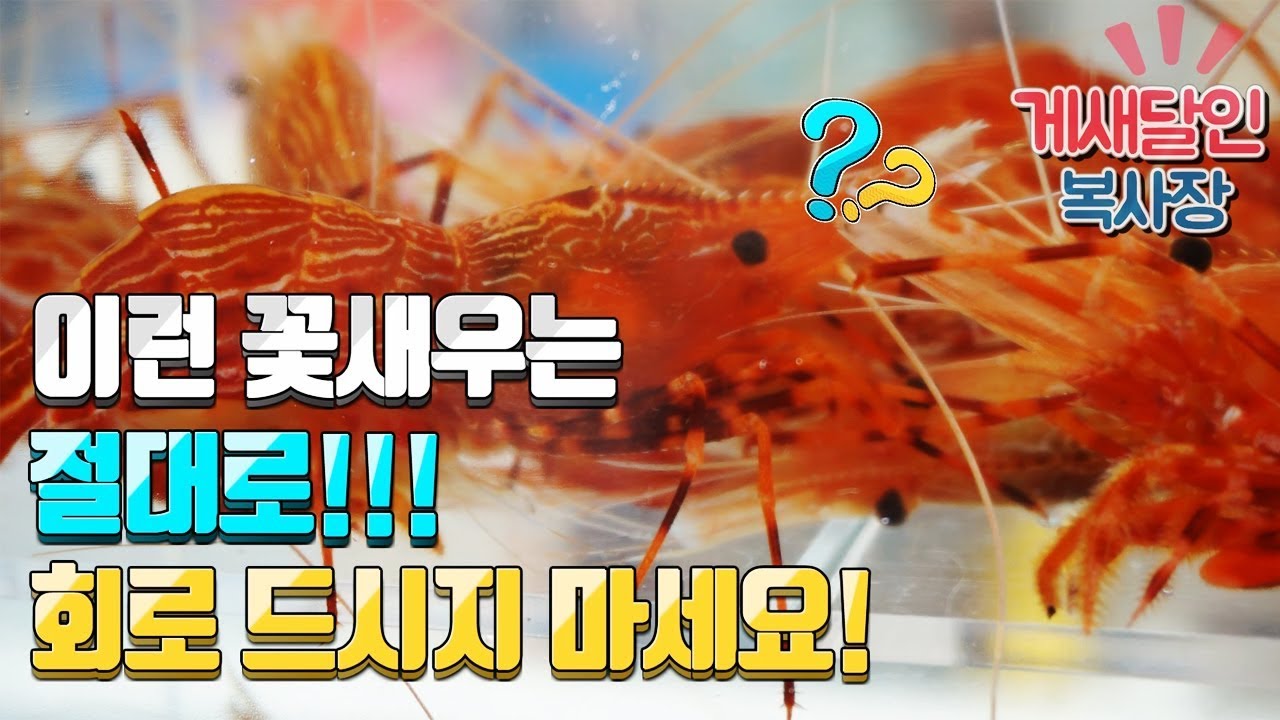 이런 꽃새우는 절대 회로 드시지 마세요!!