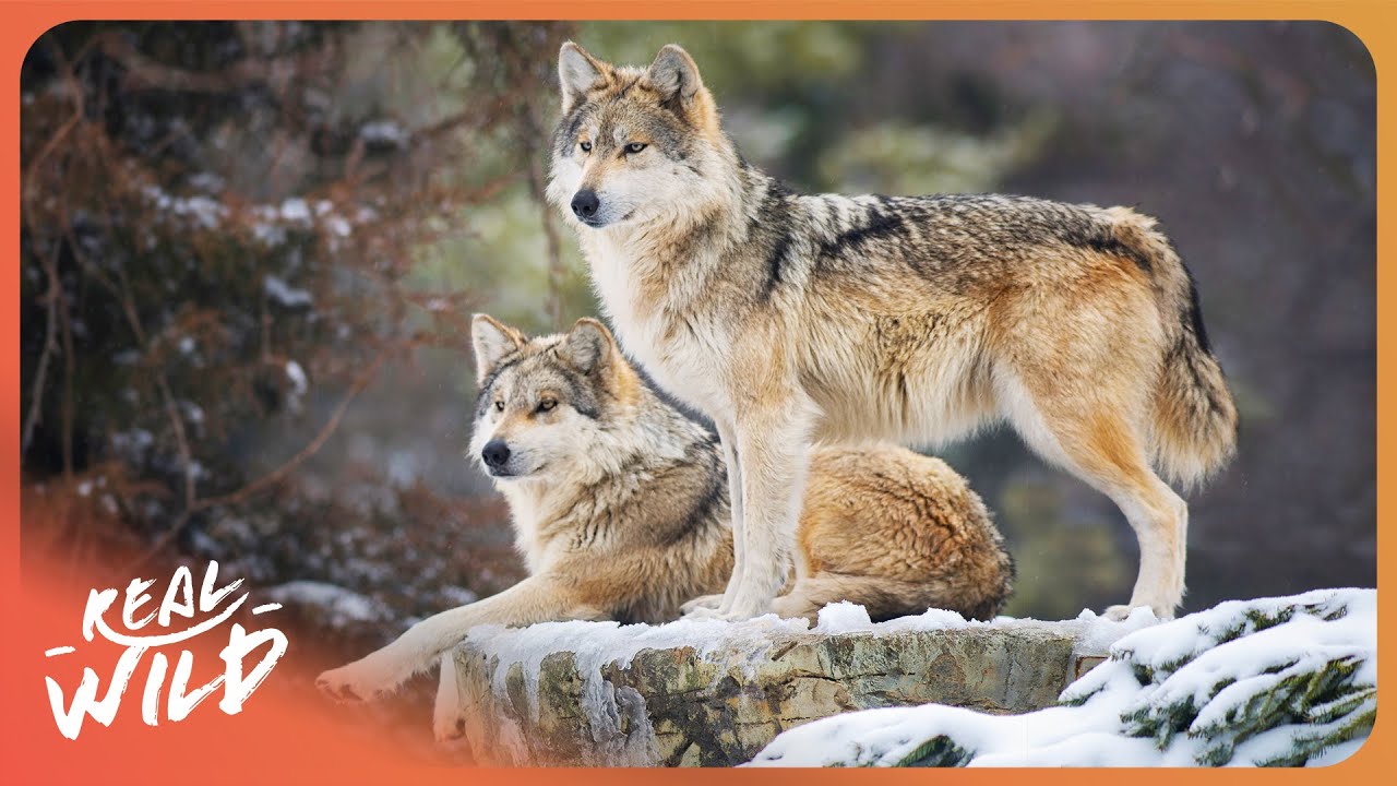 I Searched for Gray Wolves in Freezing Temperatures... Here's What I Found