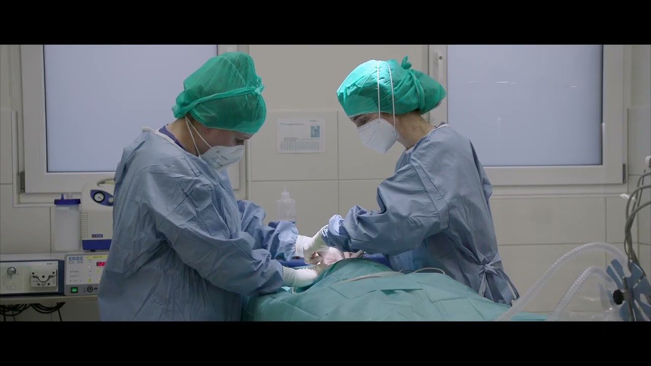 Entfernung einer eitrig entzündeten Gebärmutter (Pyometra)