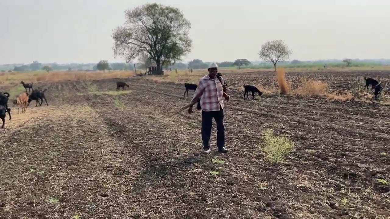शेळ्या खूप पळवत आहेत #shortvideos #viralvideos #bailgadasharyat 