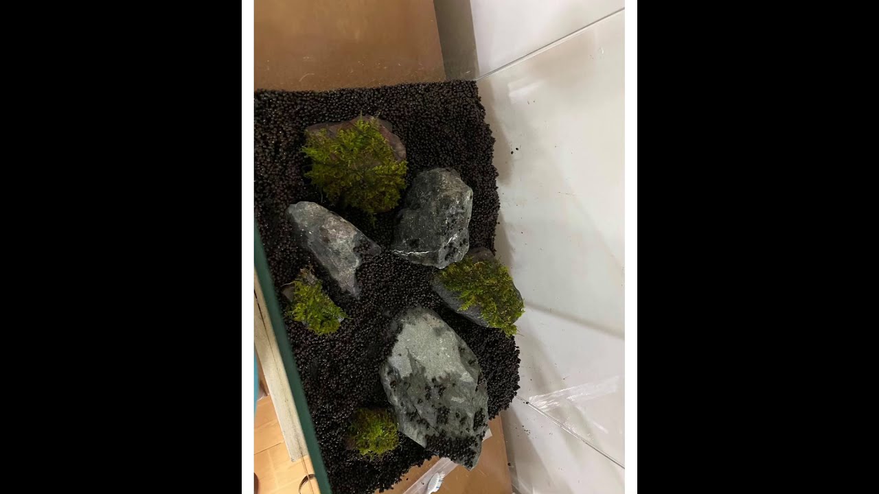 NEWBIES GUIDE IN AQUATIC PLANTS SET UP! #pingymson