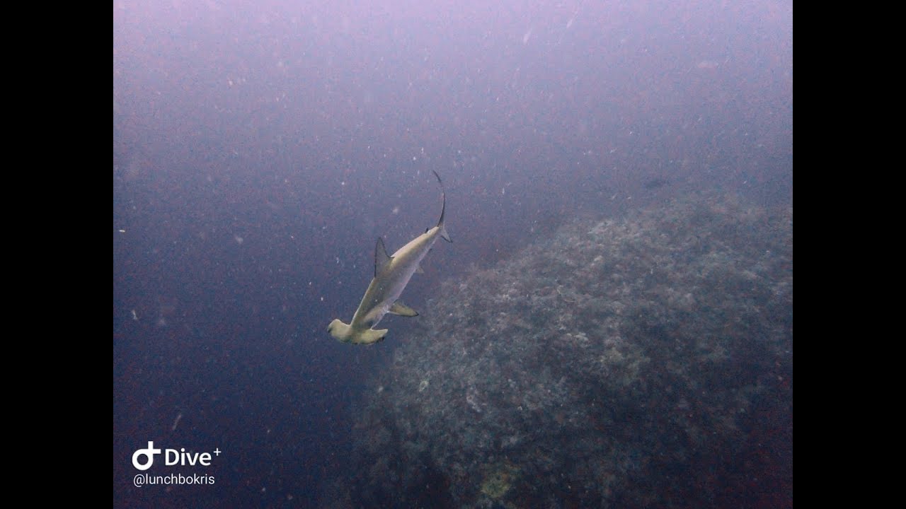 Coraya Divers Brayka Bay - Elphinstone & Hammerhead sharks