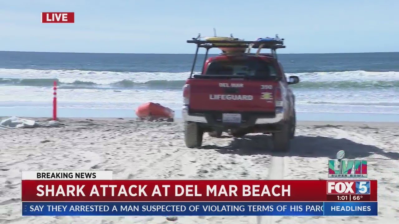 Shark Attack At Del Mar Beach