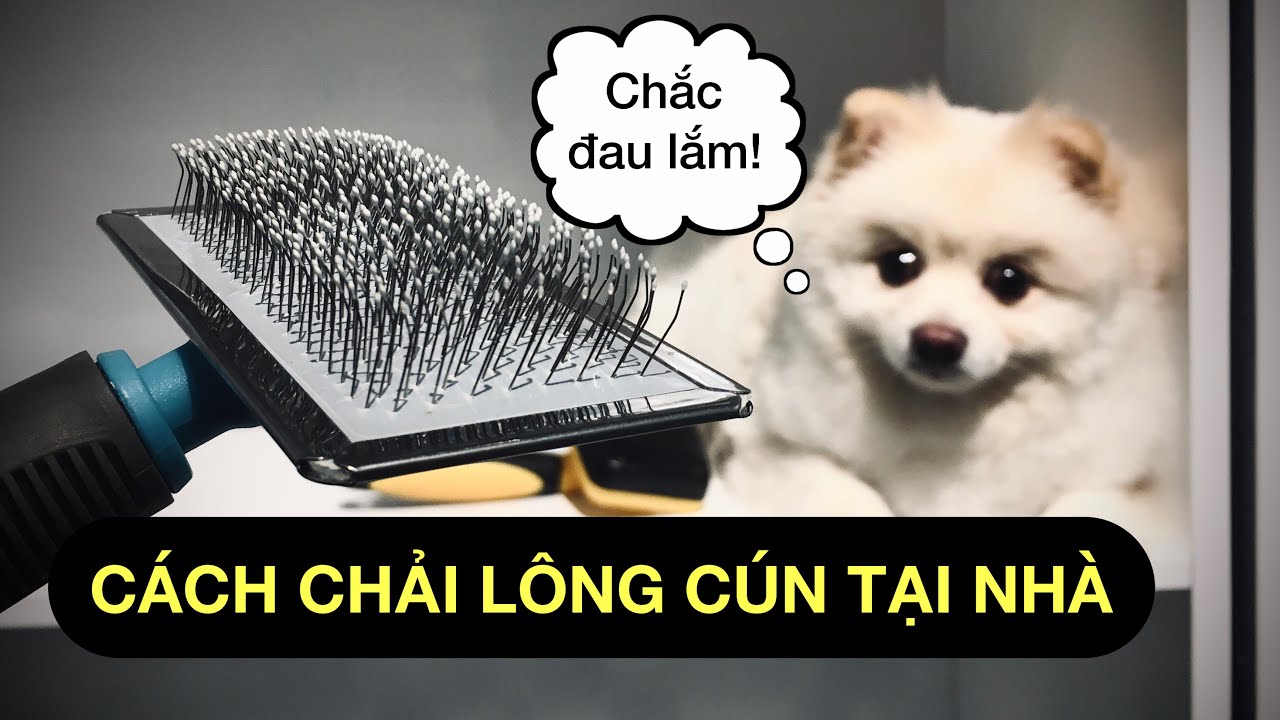 Cách chải lông chó tại nhà đúng cách | Huấn luyện cơ bản Bossdog