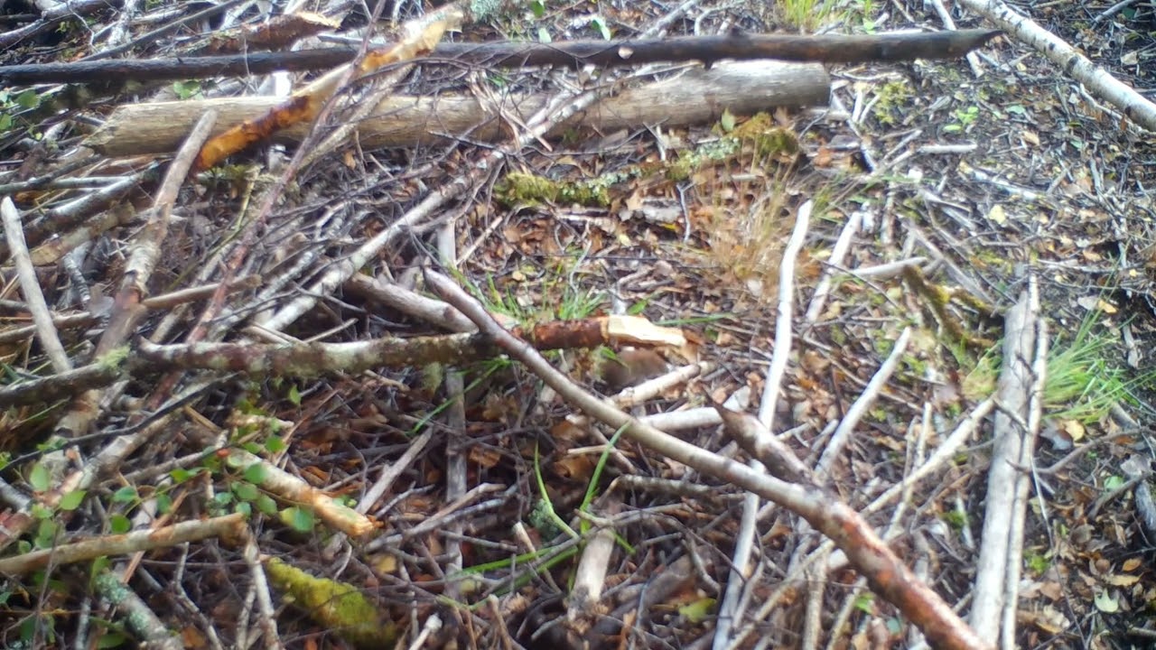 Bank Vole Explores a Log Pile