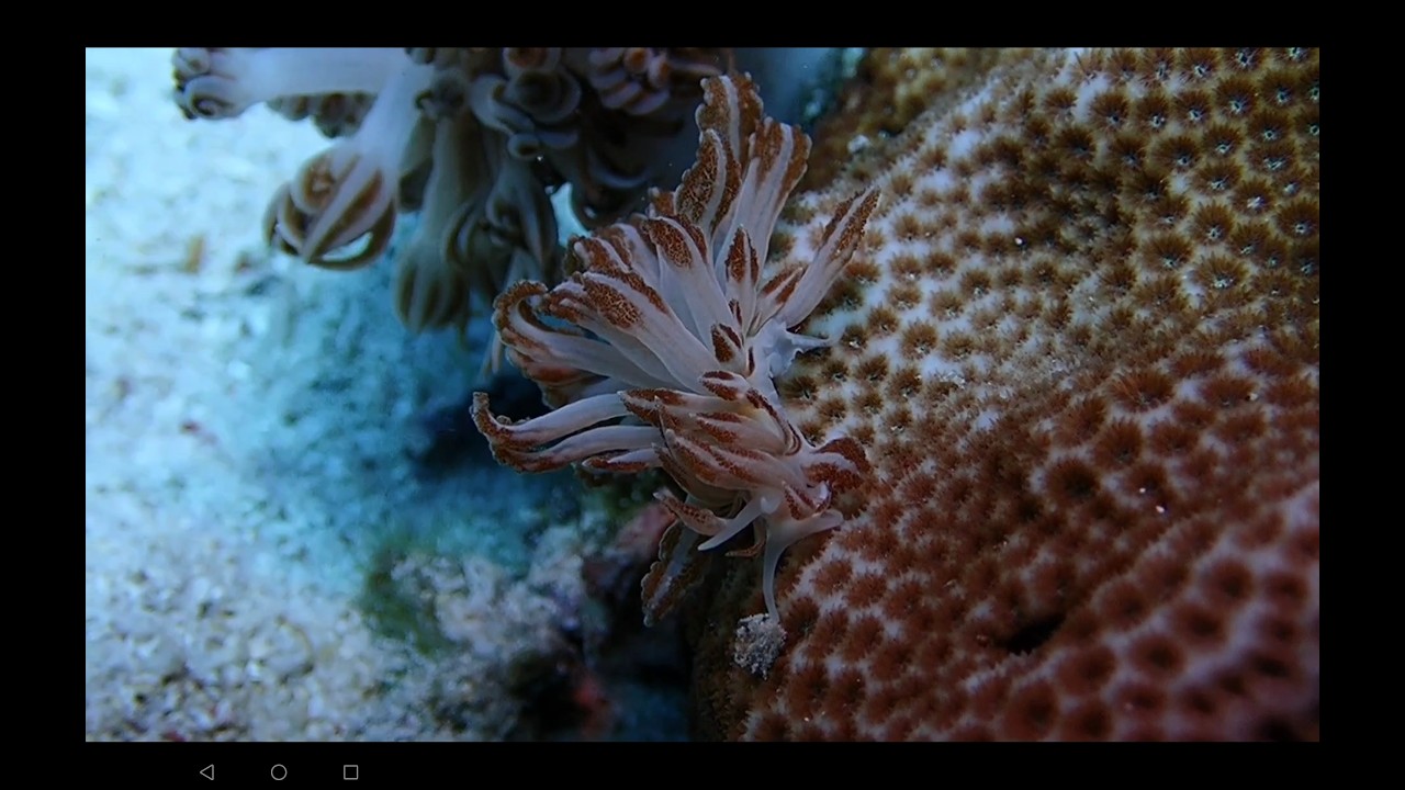 Diving, Philippines, Apo Island, Bongo-Bongo divers