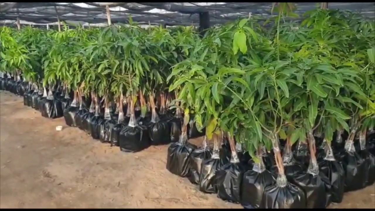 شحن وتصدير شتلات المانجو الحديثة لجنوب السعودية من مشاتل الصفوة