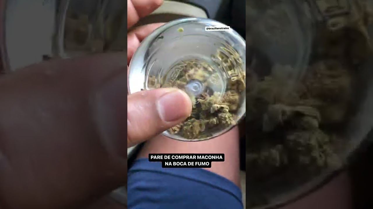 MACONHA LEGALIZADA NO BRASIL!