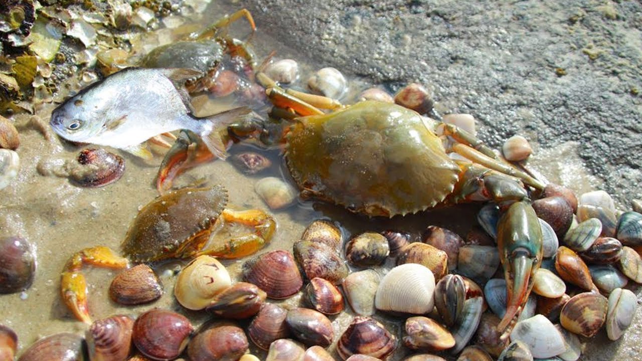 阿聪赶海挖到满满一盆蛤蜊，准备回家竟发现一群青蟹出没，这下可发财了！【渔岛阿聪】