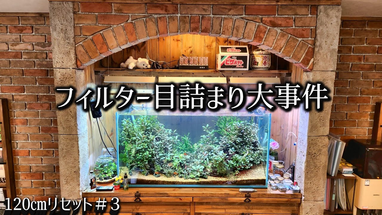 120㎝ブセファランドラ水槽に悲劇が…現状と構想を報告！【120㎝リセット3】