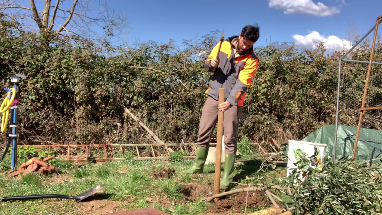 Come piantare una pianta d’olivo| Orto e Giardinaggio
