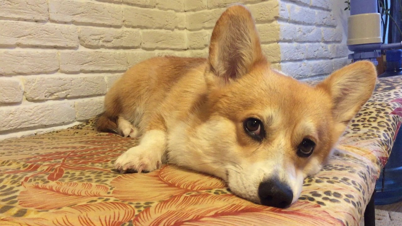 ВЕЛЬШ КОРГИ ПЕМБРОК - самый красивый собака / сладко засыпает - PEMBROKE WELSH CORGI