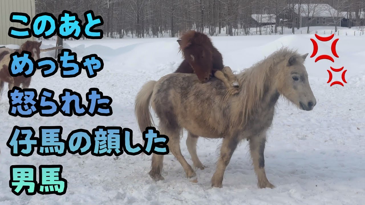 【馬】【行列が出来る猫の爪切り】このあとめっちゃ怒られた仔馬の顔した男馬