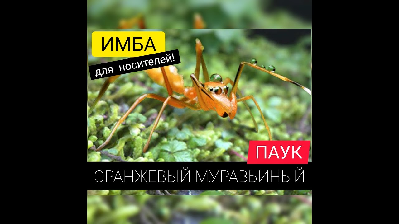ОРАНЖЕВЫЙ МУРАВЬИНЫЙ ПАУК! ОБЗОР! Беспощадный убийца! The Ants: Underground Kingdom