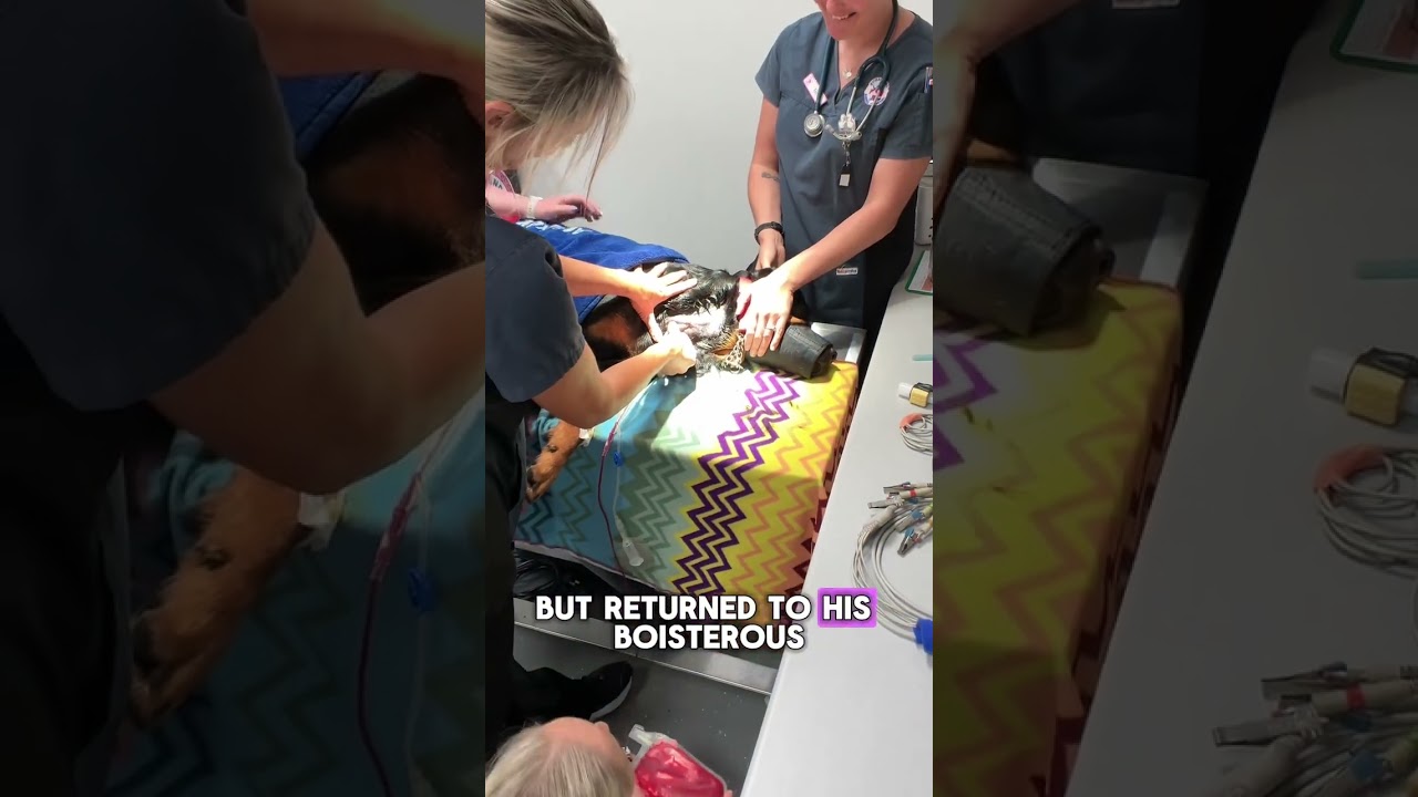 Banjo's Blood Donor Bravery