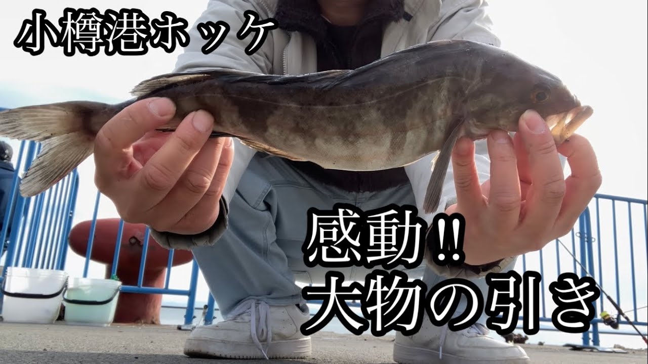 オガの休日過ごし方#144小樽港ホッケサビキ釣り