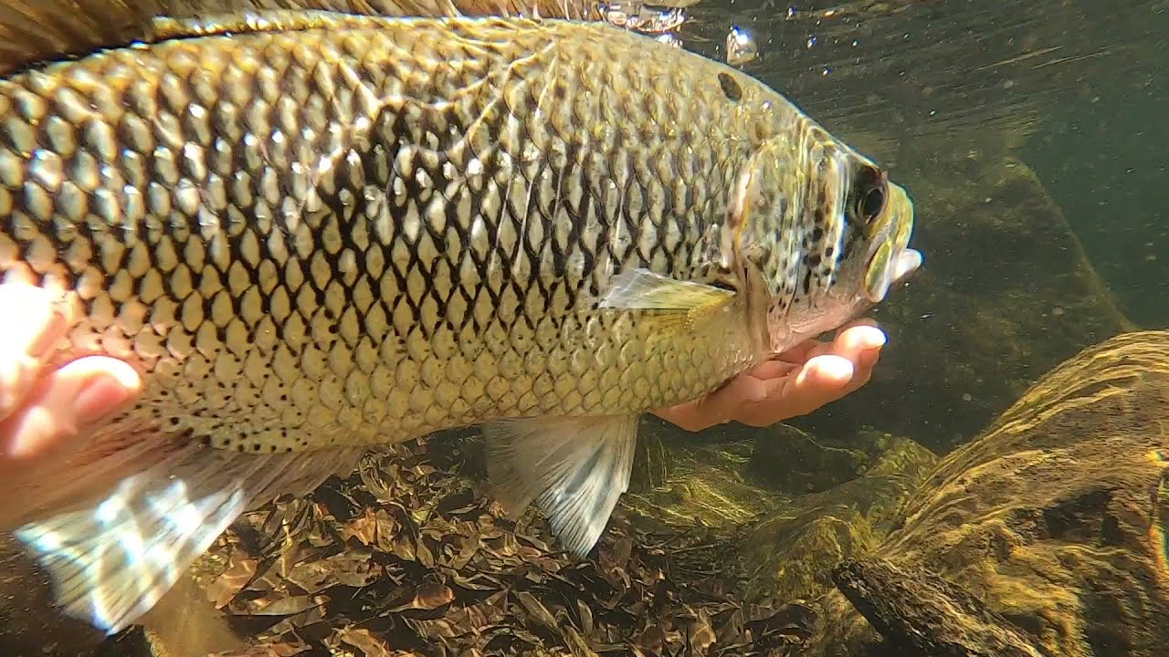 Fishing Tully... MONSTER JUNGLE PERCH