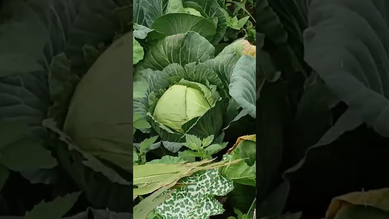 ماشاء الله العروبية زينة الخضورة او الشتاء 