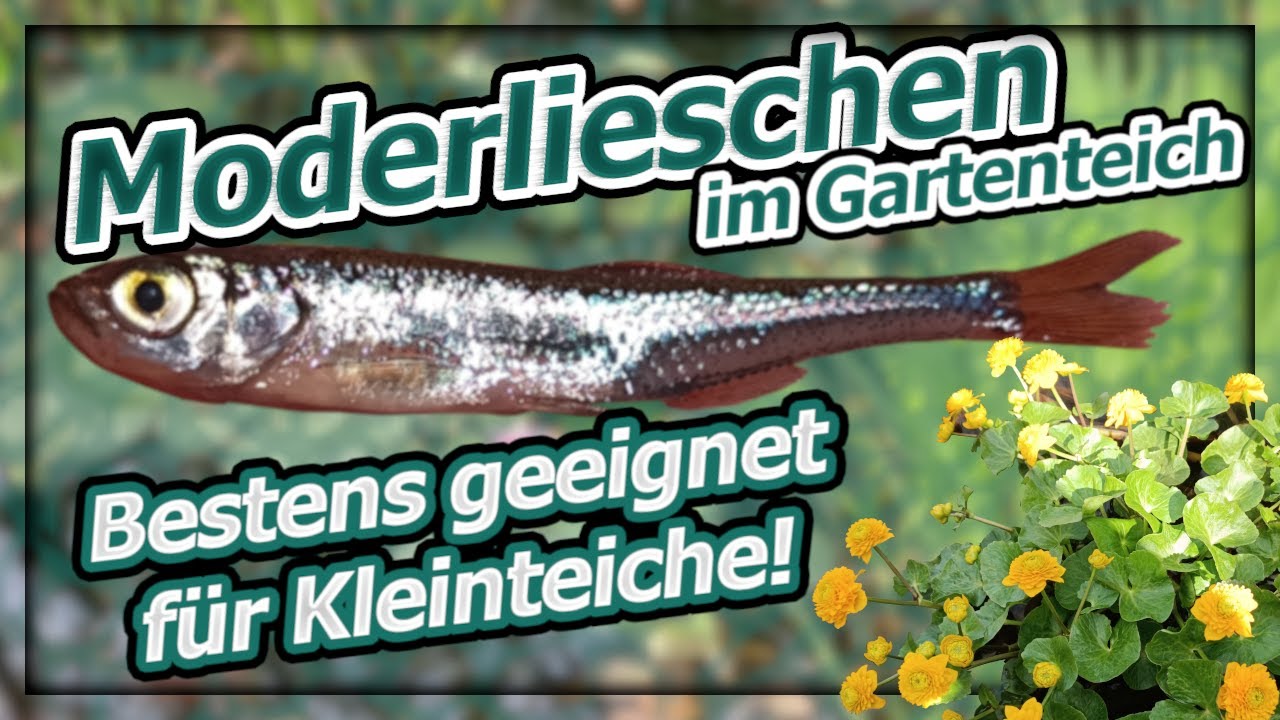 Das Moderlieschen - Haltung im Gartenteich?