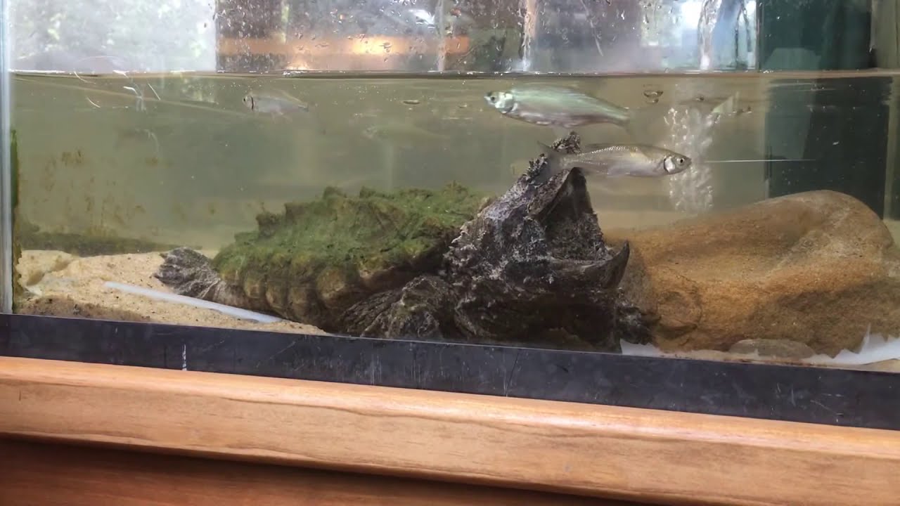 Alligator Snapping Turtle - Part Two