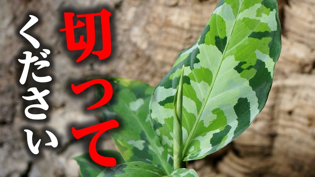 人気観葉植物の春の仕立て直し！切って増やして整えよう♪【アグラオネマ・ピクタム】