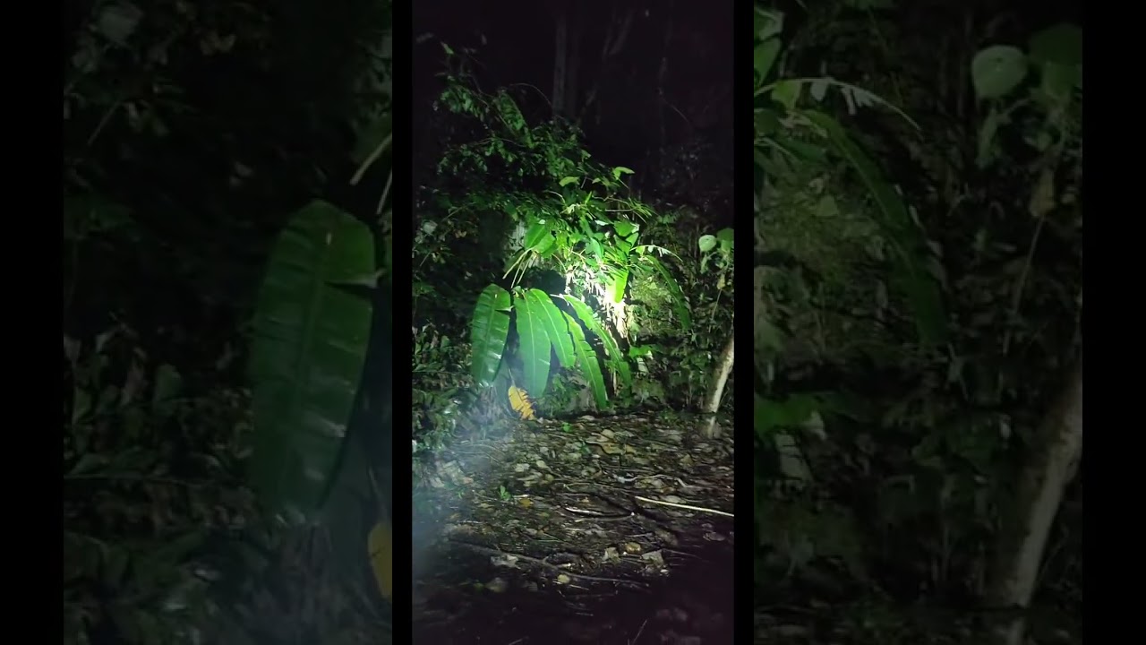 Forensic lama jk night walk