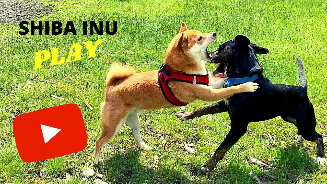 Shiba Inu Play Day at Dog Park [Full Clip] | Super Shiba