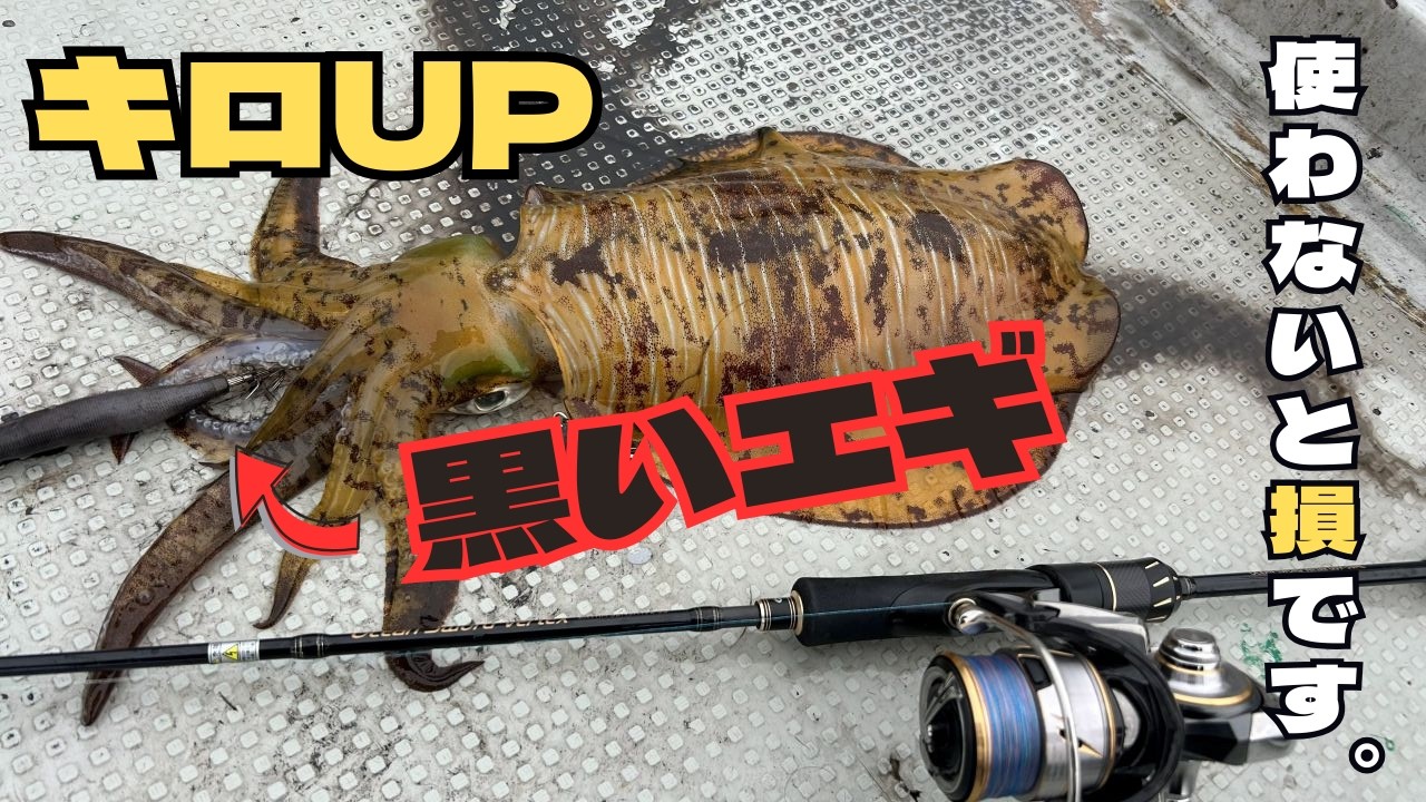 【ティップラン】　良型連発！　使わないと損します！