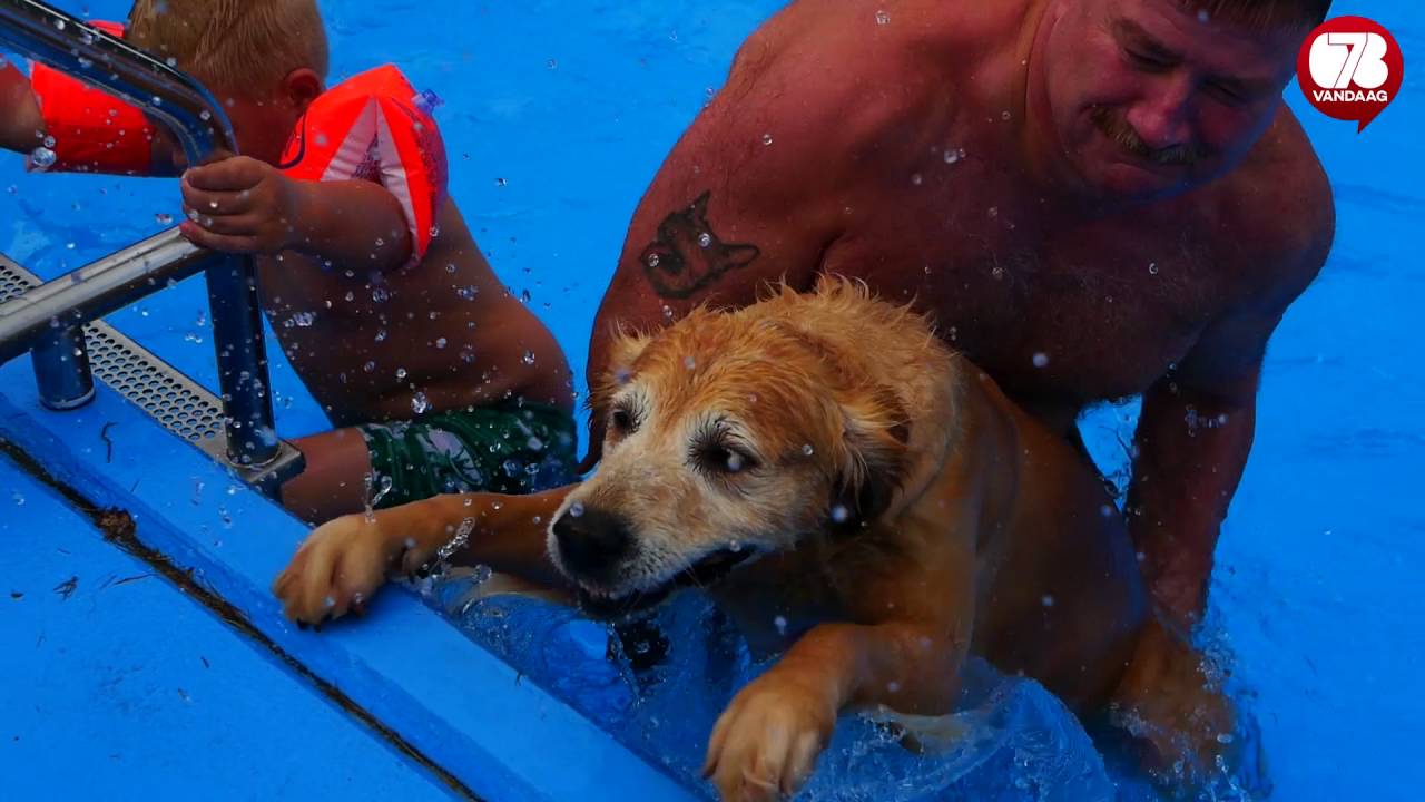Honden sluiten zwemseizoen af in Wantijbad