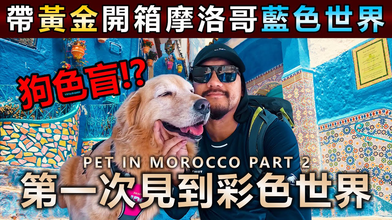 狗狗是色盲？她用愛彩色了我的人生🇲🇦摩洛哥藍色世界獻給妳💙【PET IN MOROCCO PART 2】
