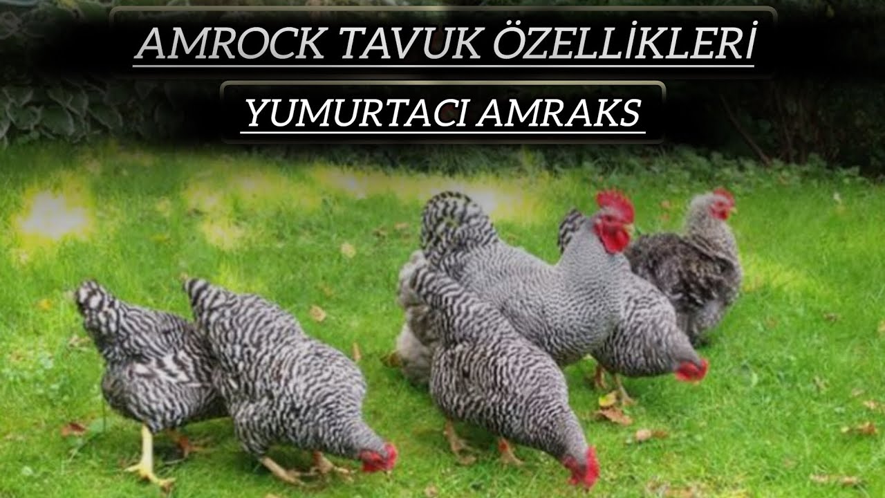 (Yumurtacı Amraks) 