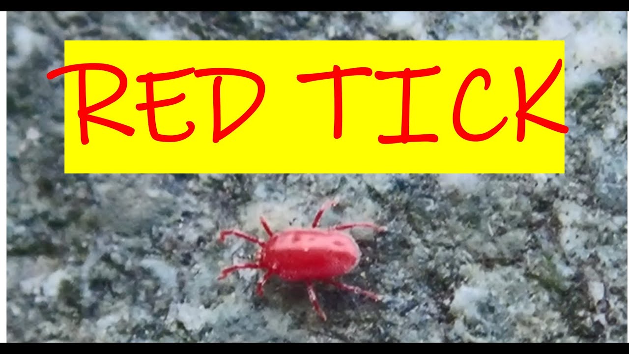 【Observation】Red Tick (mite)