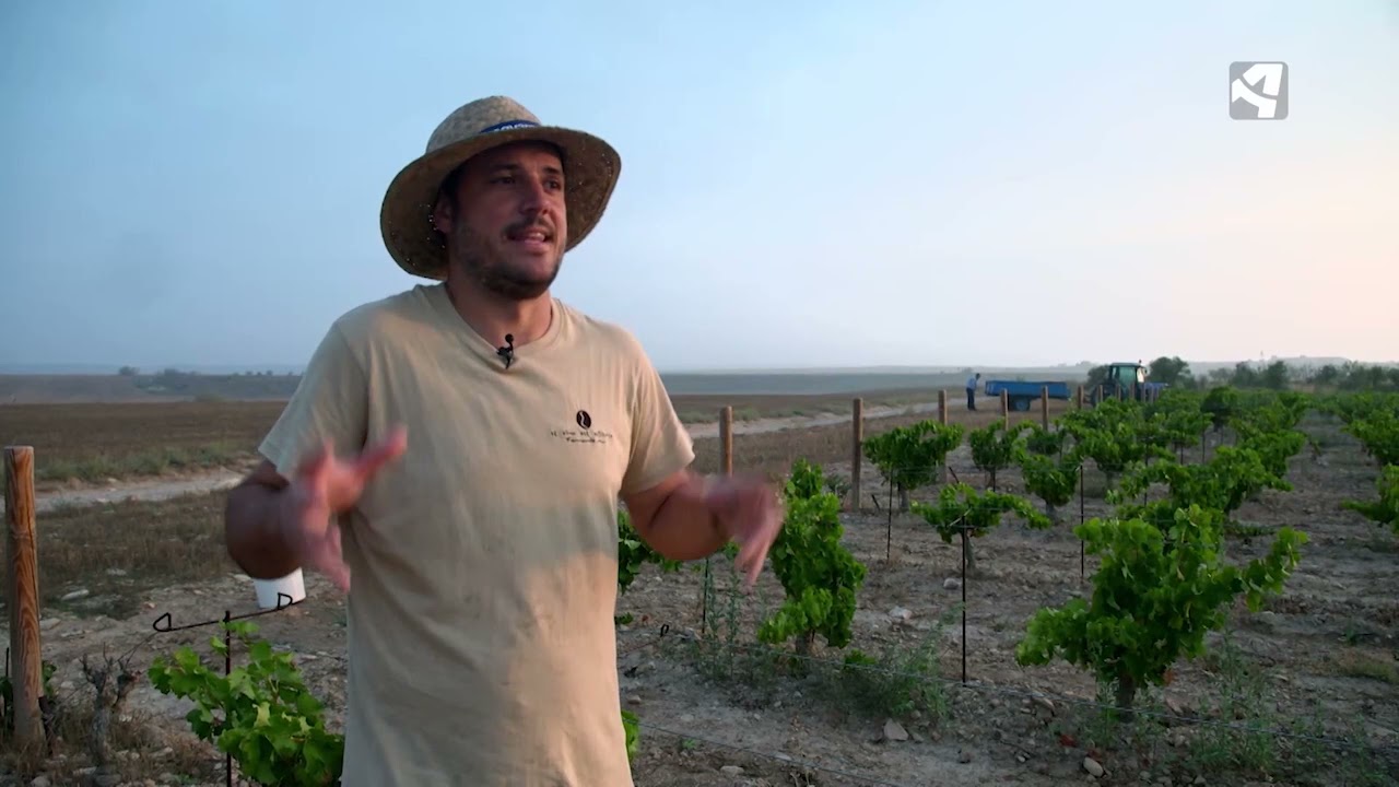 Fernando nos guía en sus jornadas de vendimia