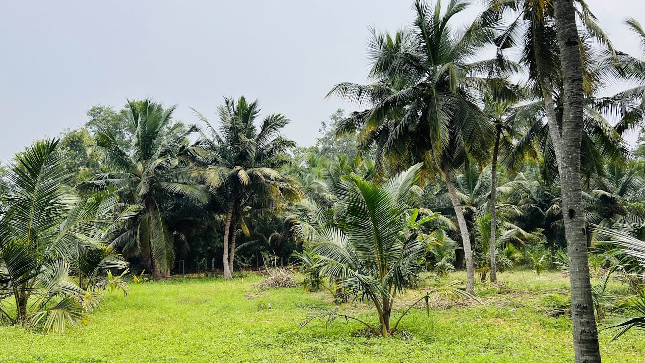 AD:134 Wonderful Farmhouse Sales || 1.85 Acres || ECR Edaikazhinadu || All Types of Trees 9944750705