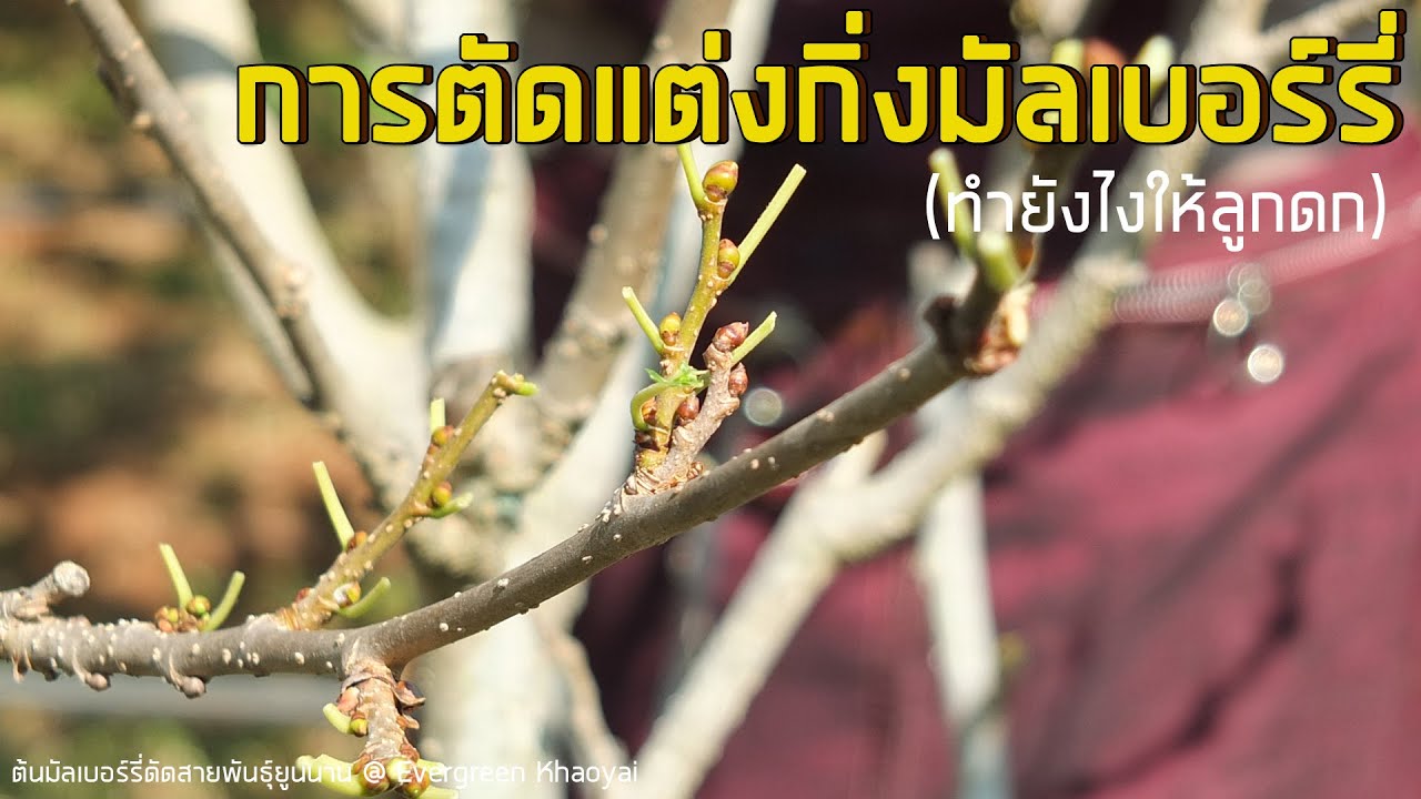 Mulberry Pruning :: การตัดแต่งกิ่งมัลเบอร์รี่ (ทำยังไงให้ลูกหม่อนดก) | #Evergreen_Khaoyai