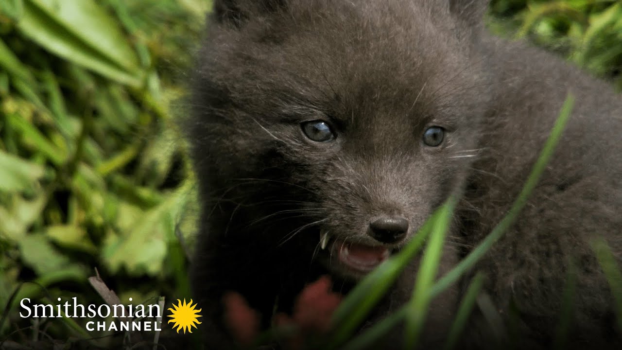 A Male Arctic Fox Embraces His New Family Responsibilities | Smithsonian Channel
